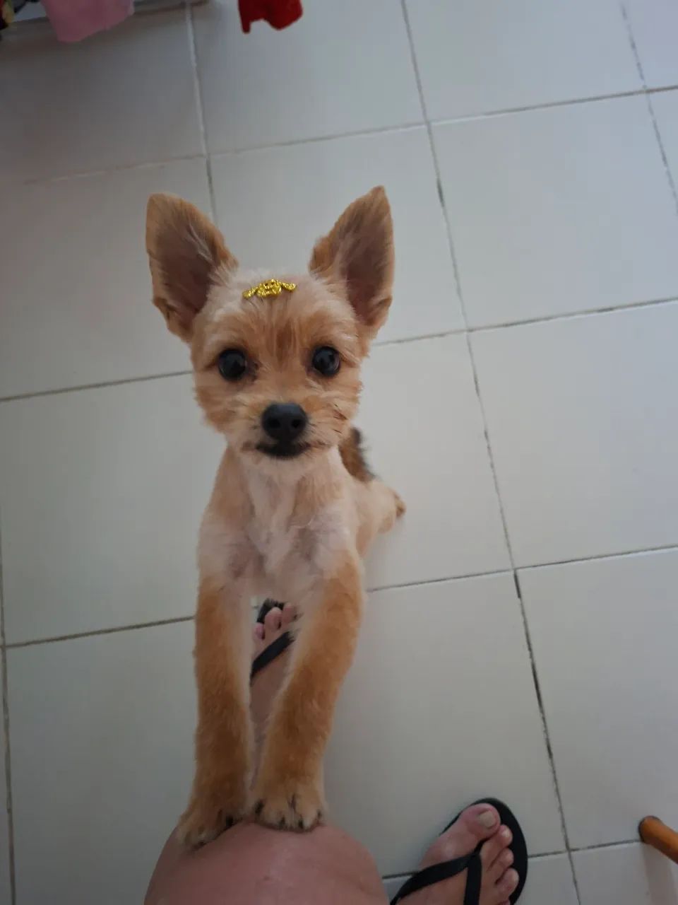 Chiwawa lindo  - Foto 2