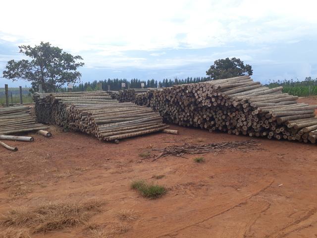 Eucalipto Tratado - Foto 6