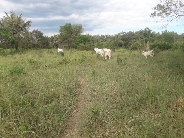 Sitio na Margem do Rio Cuiabá - Foto 3