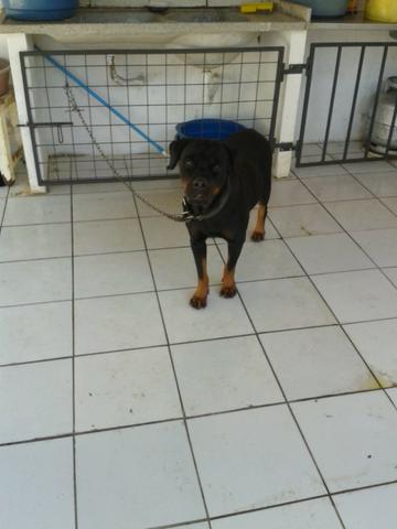 Filhote de rottweiller - Foto 4