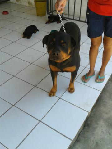 Filhote de rottweiller - Foto 3