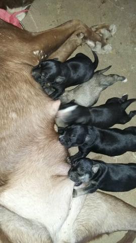 Vendo Cachorros de Raça