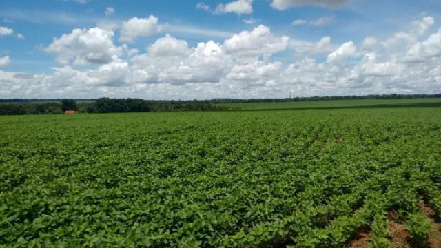 Sítio para venda em batatais, rural - Foto 4