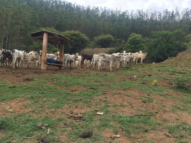 Venda-se está fazenda de 250 alqueires no Município de Fervedouro/MG - Foto 14