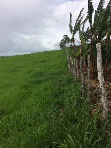 Fazenda-Granja-Sítio com 21 Hectares em Aliança - Foto 17