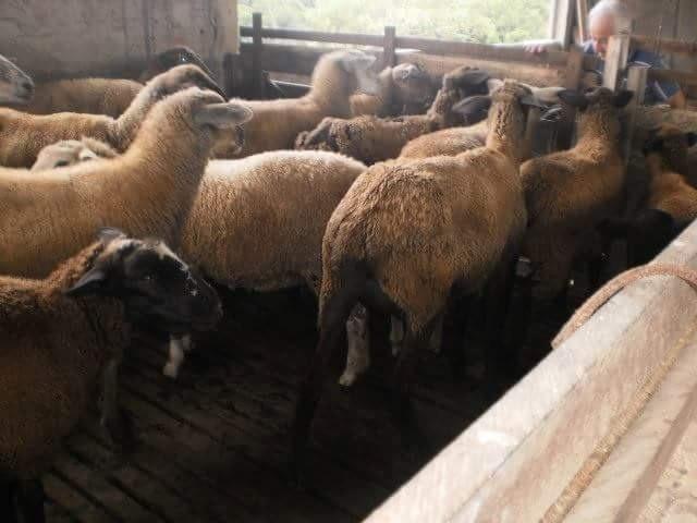 Terreno Rural Sitio /Chácara com 5,5 alqueires (porteira fechada) ótima localização - Foto 3