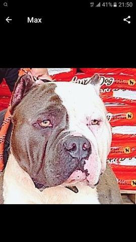 Filhotes American Bully - Foto 2