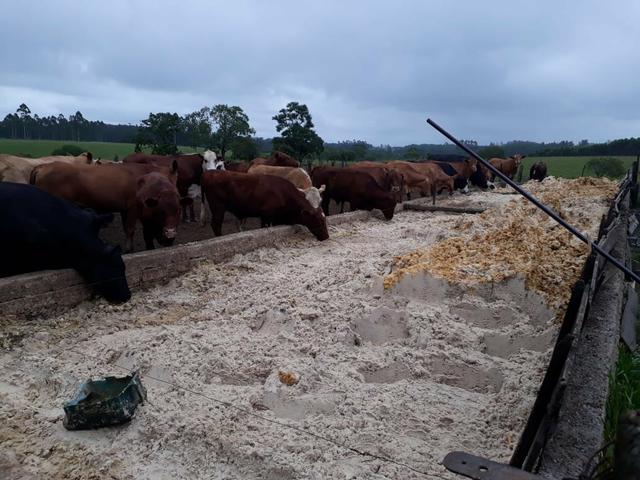 Trato para confinamento - Massa de Soja - Foto 2