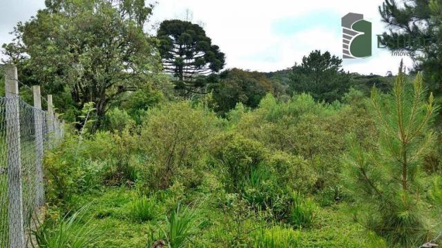 Chácara no curralinho em são josé dos pinhais. - Foto 20