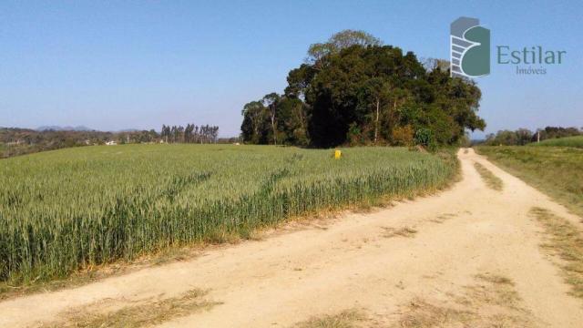 Chácara na faxina, são josé dos pinhais - ar0018. - Foto 2