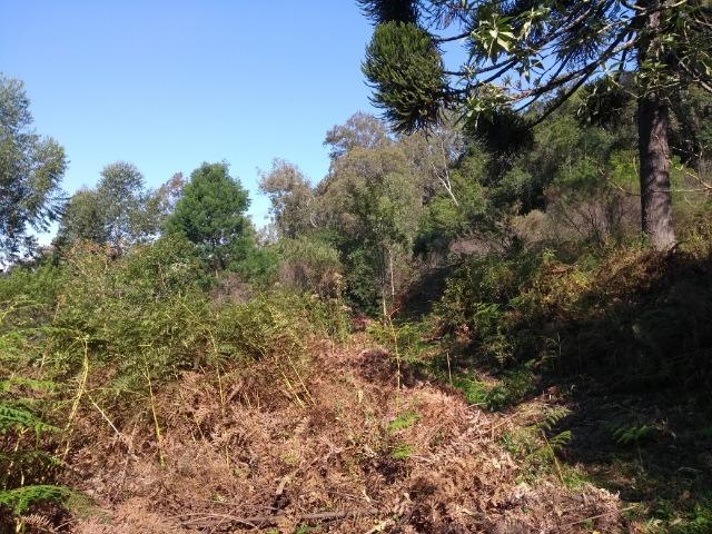 Chácara 3,0 Ha Terceira Légua - Foto 8