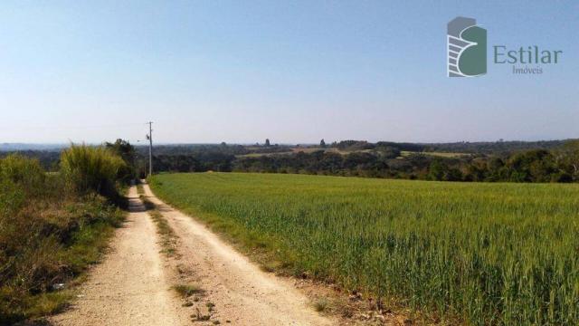 Chácara na faxina, são josé dos pinhais - ar0018. - Foto 3
