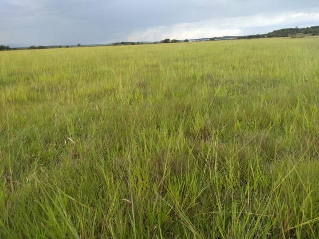 Excelente Fazenda de 1.955,79 Hectares em Formosa-GO - Foto 12
