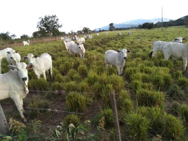 Excelente Fazenda de 1.955,79 Hectares em Formosa-GO - Foto 14