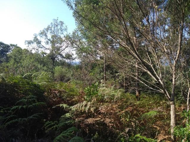 Chácara 3,0 Ha Terceira Légua - Foto 3