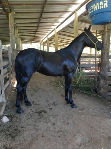 Potro mangalarga marchador batida Abccmm - Foto 2
