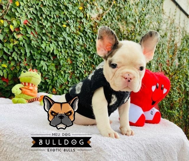 Bulldog frances branco e merle macho - Foto 3