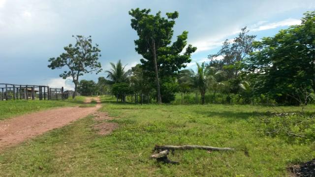 Fazenda de 300 alqueires em cavalcante go - Foto 11