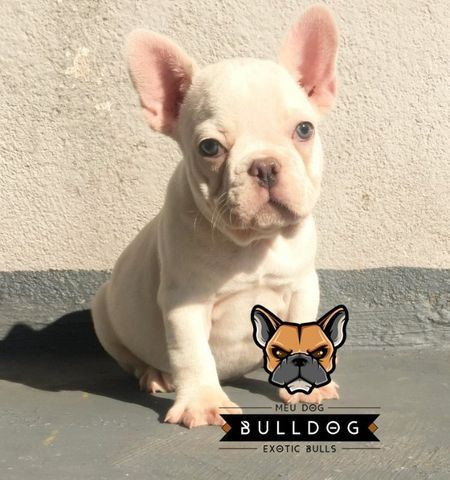 Bulldog frances blue platinum - Foto 2