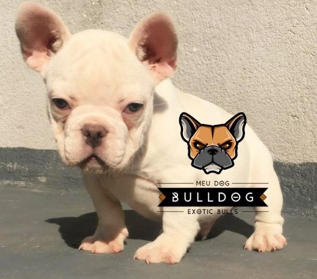 Bulldog frances blue platinum
