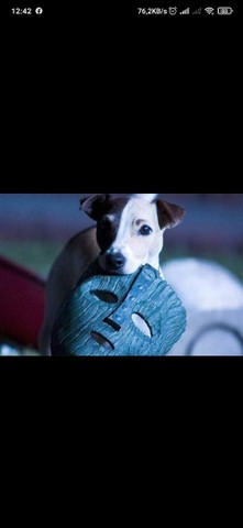 Cão legítimo Jack Russell terrier - Foto 4