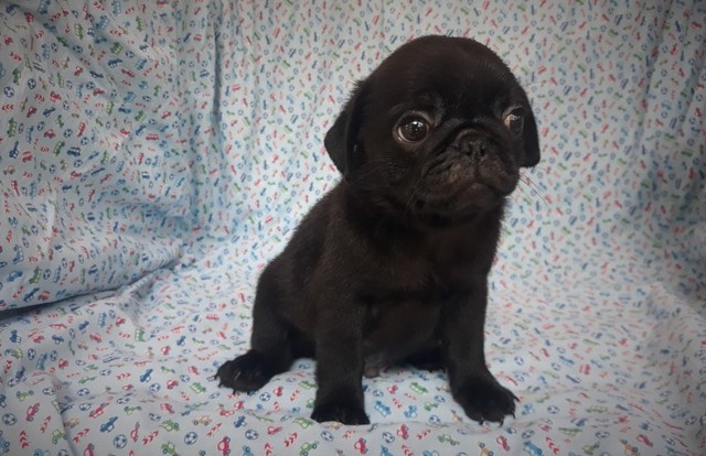 Pug