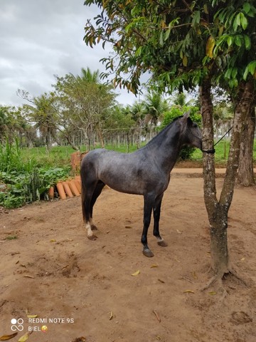 Cavalo manga larga Machador 