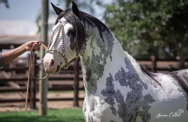 OLX on X: CAVALO 🐎 IIIIIRRAAAA 🤪 DEMAISSSS 😎 QUE ISSO MEU