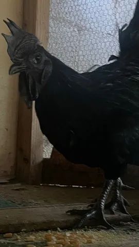 Galo Ayam Cemani  - Foto 3