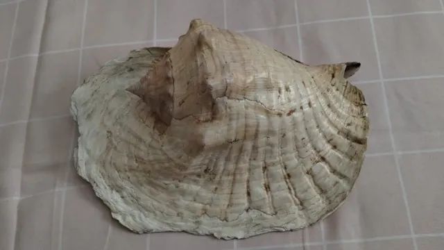 Concha Do Mar Grande 29cm Orelha De Elefante Natural #av