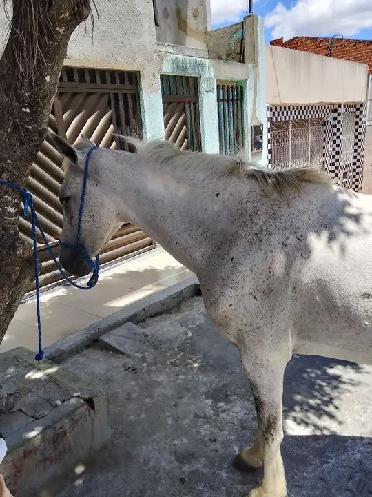 Egua tordilha, mais potra de pelagem pampa  - Foto 2