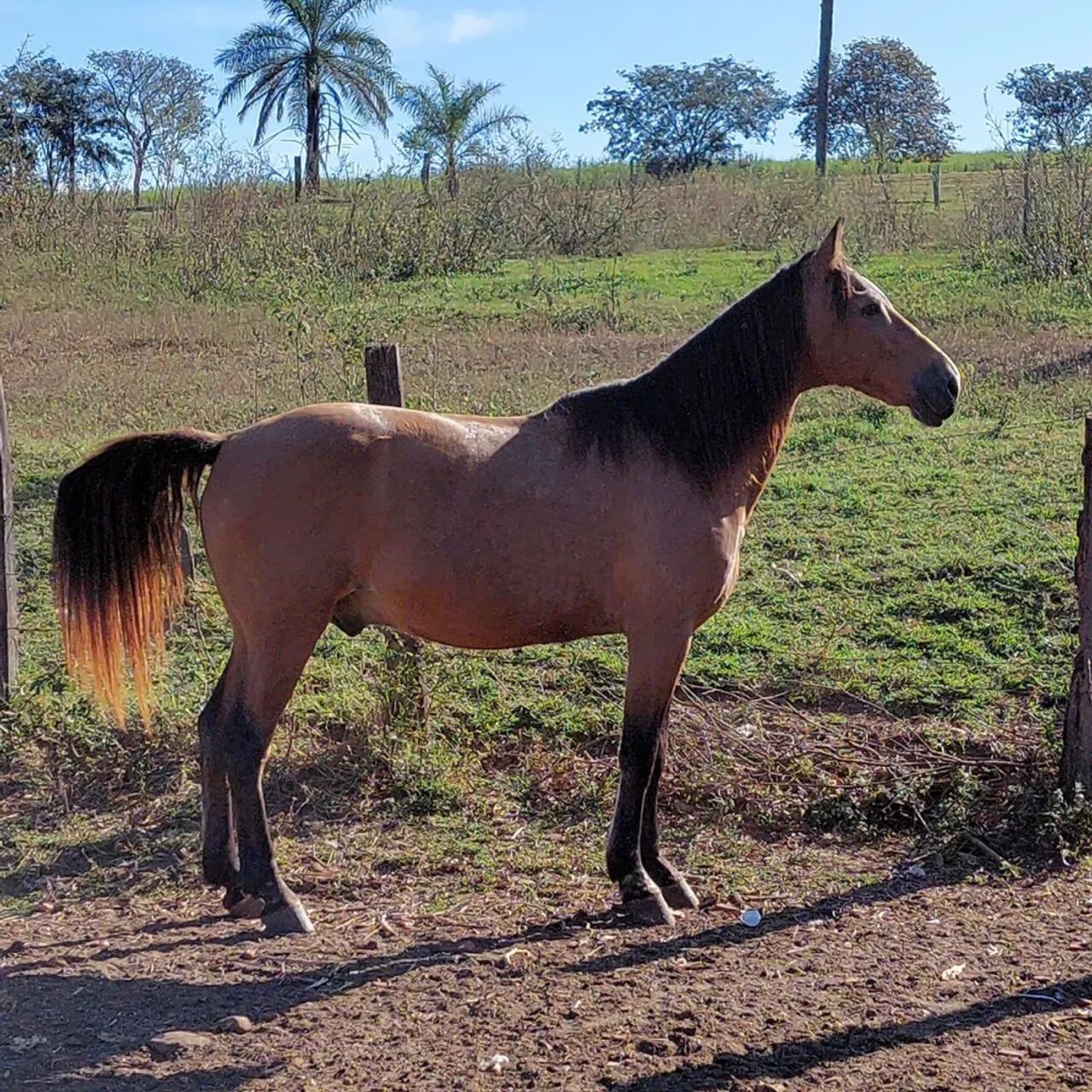 Cavalo Manga Larga  - Foto 2