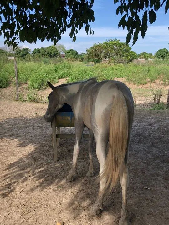 Egua tordilha, mais potra de pelagem pampa  - Foto 4