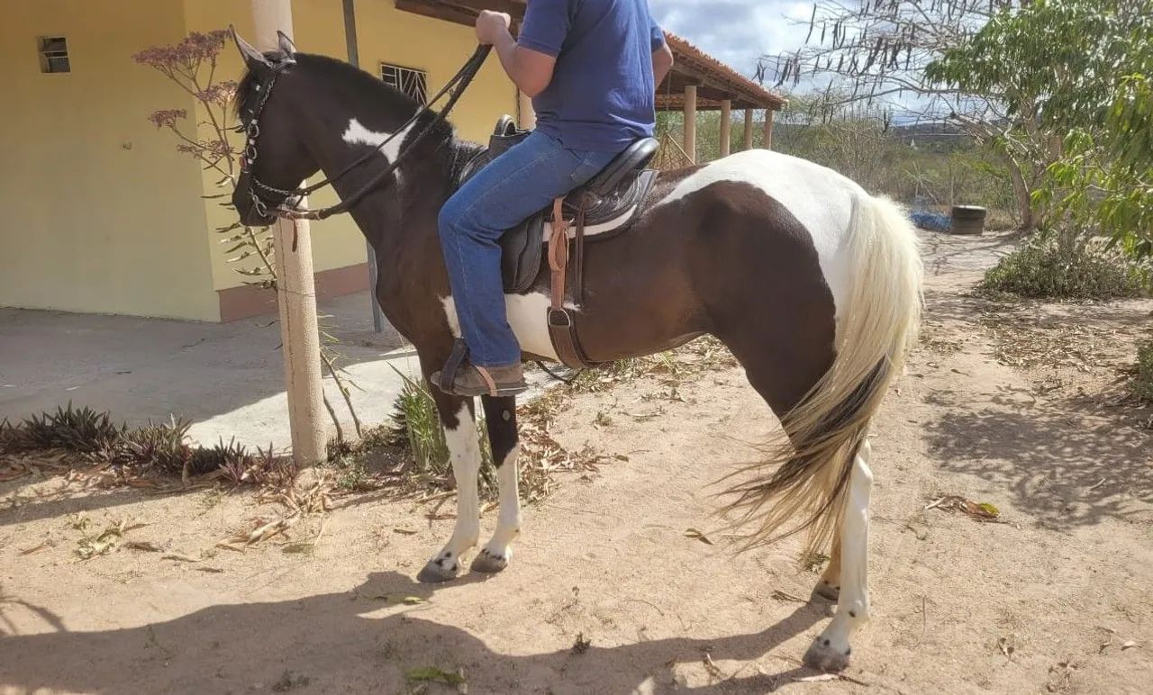 Potra Campolina  - Foto 3