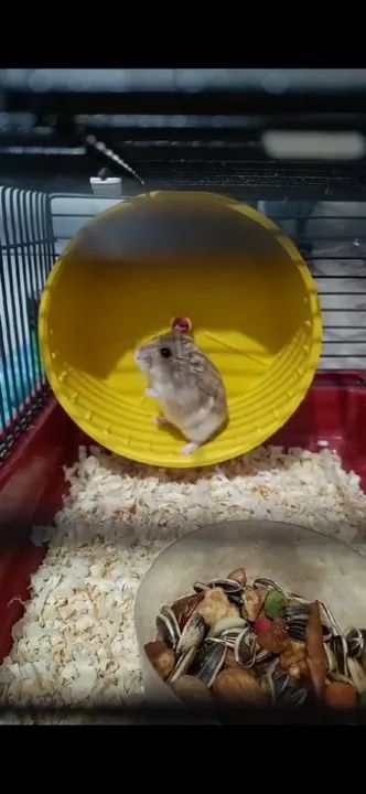 2 Hamster  - Foto 2
