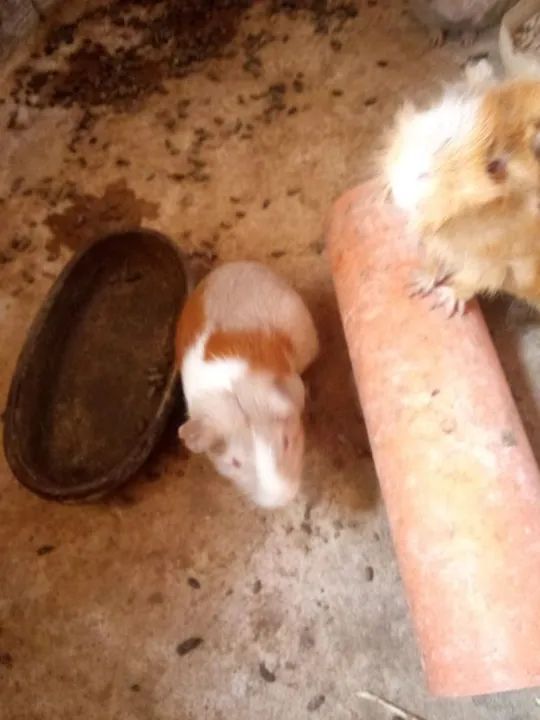 Porquinho da india  - Foto 2