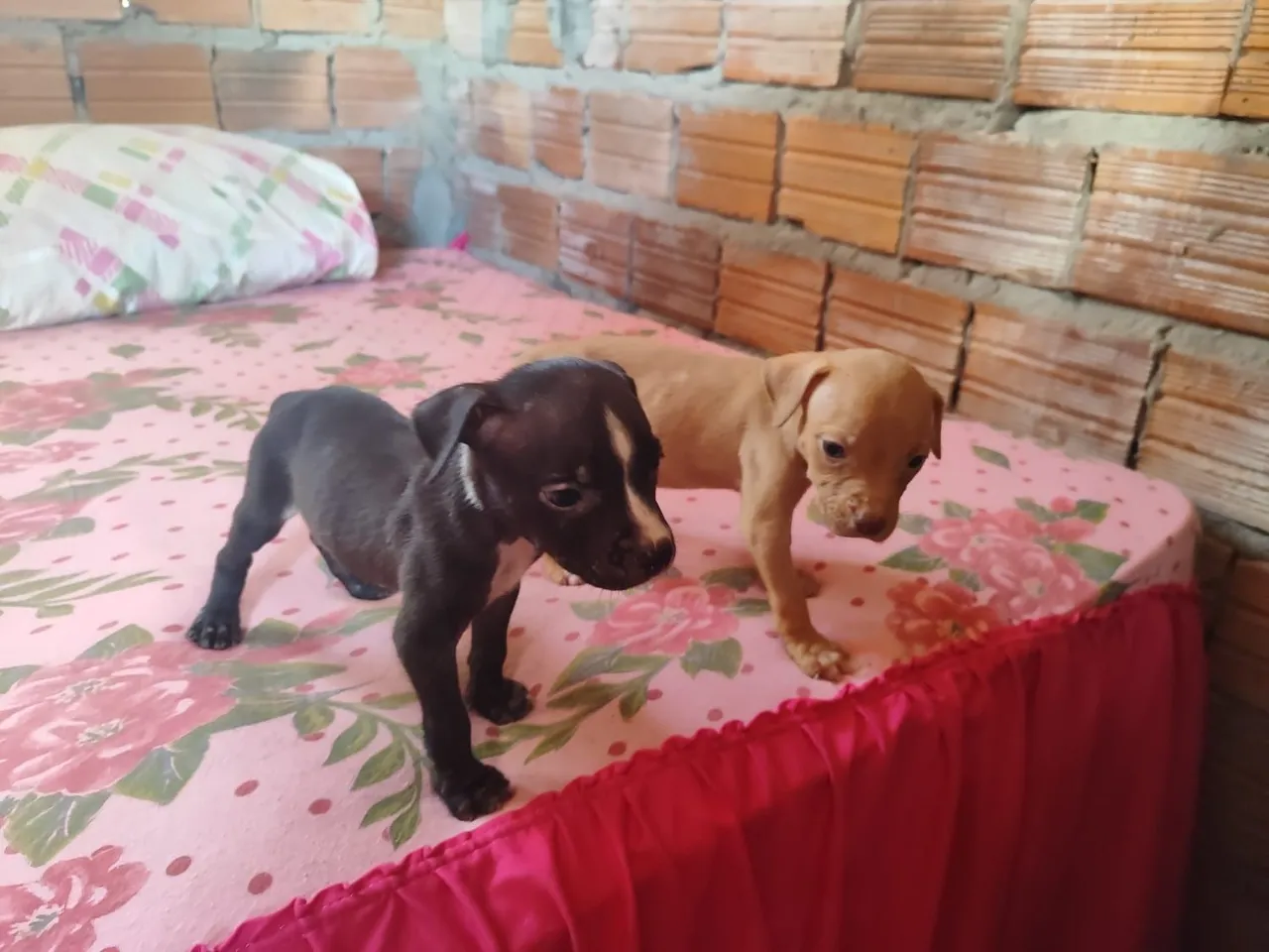 Filhotes de Pitbull macho 3 filhotes ainda disponível 98( * ZAP )