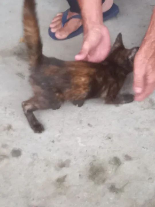 Gato Filhote para adoção 