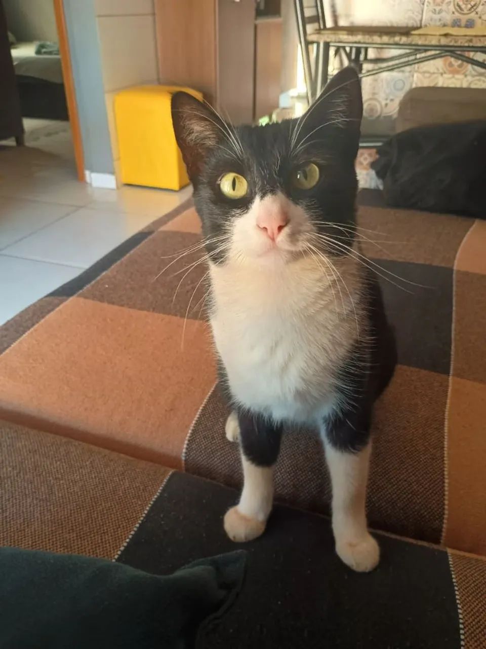 Gatinho adorável para adoção
