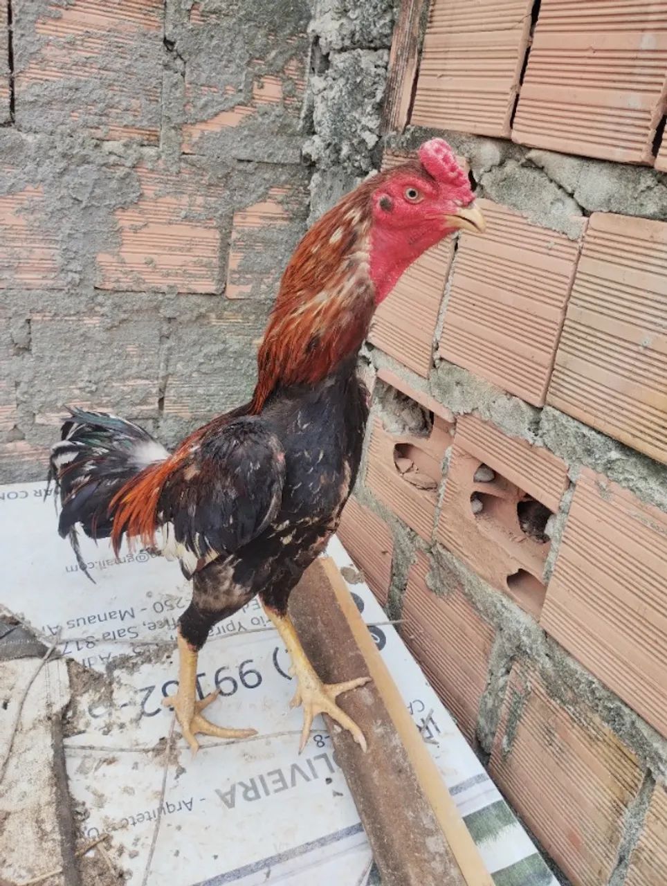 Galinhas cariocas  - Foto 2