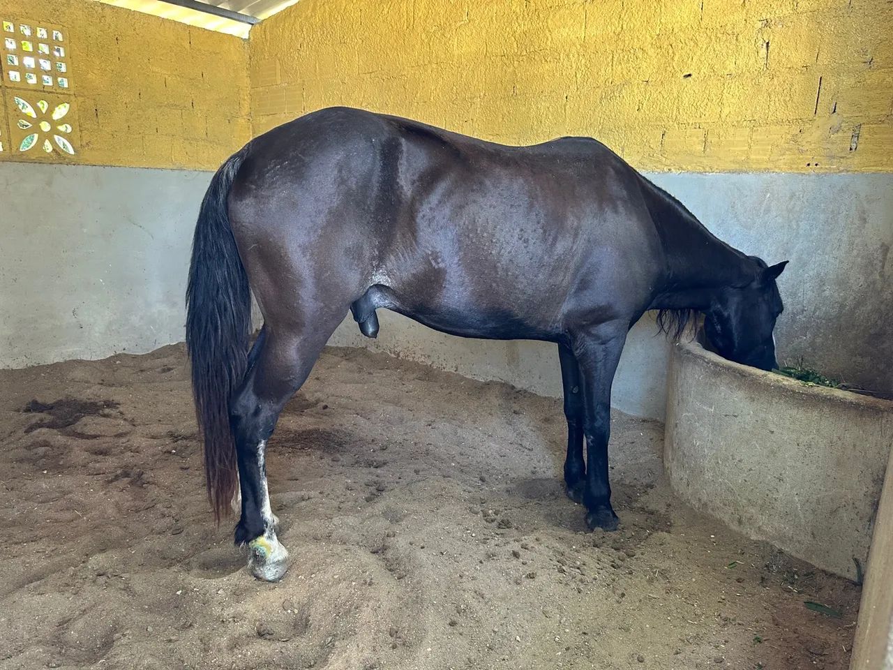 Cavalo Preto - Foto 3