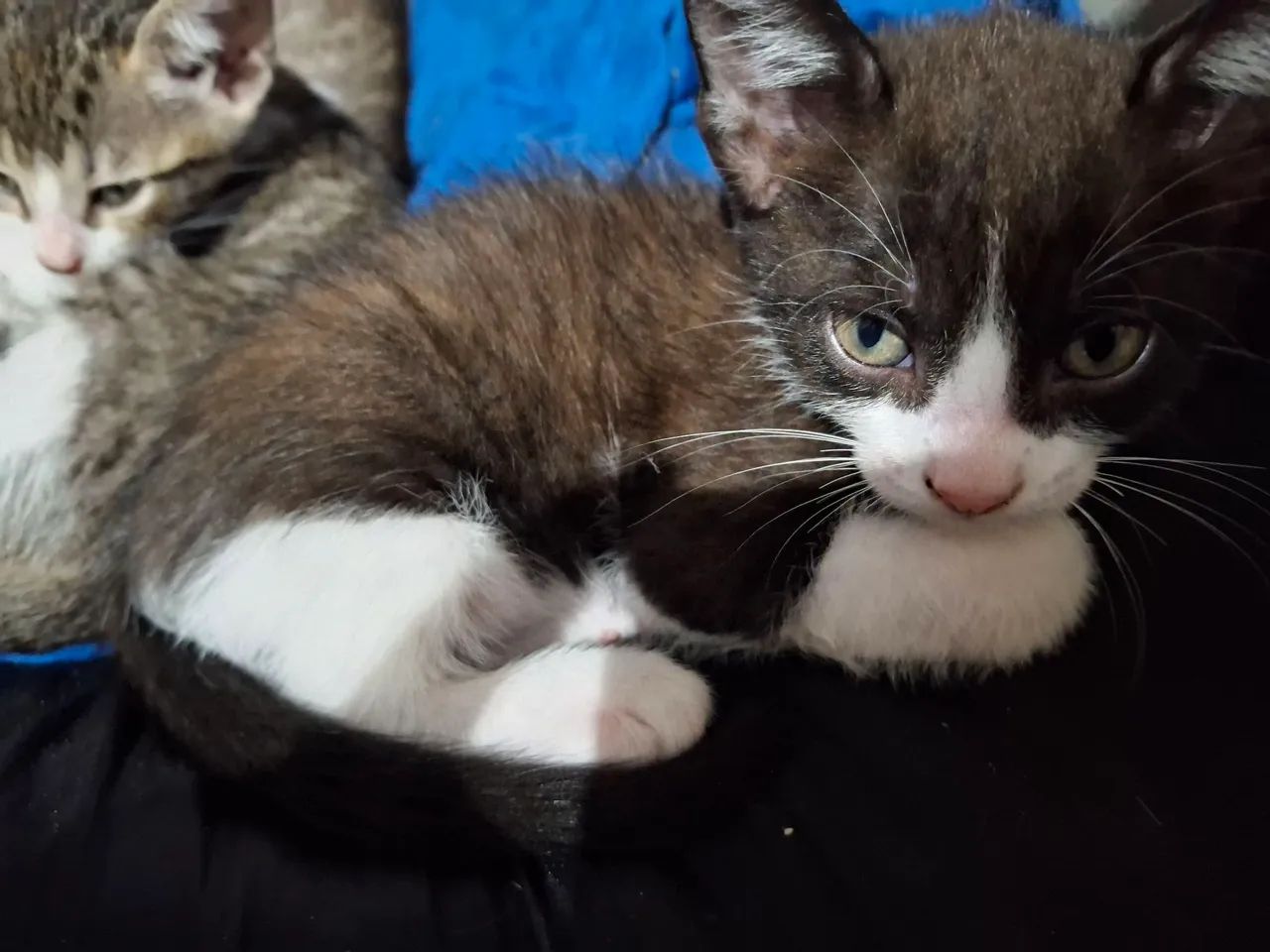 Gatinhosfofinhos para adoção.  Dois macho, duas fêmeas.  - Foto 3