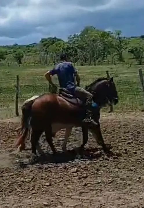 Potro mestiço de QM - Foto 6