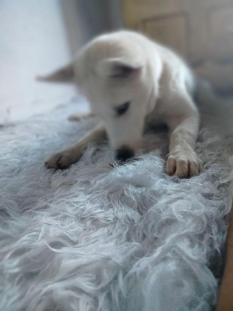 Filhote Husky Siberiano - Foto 4