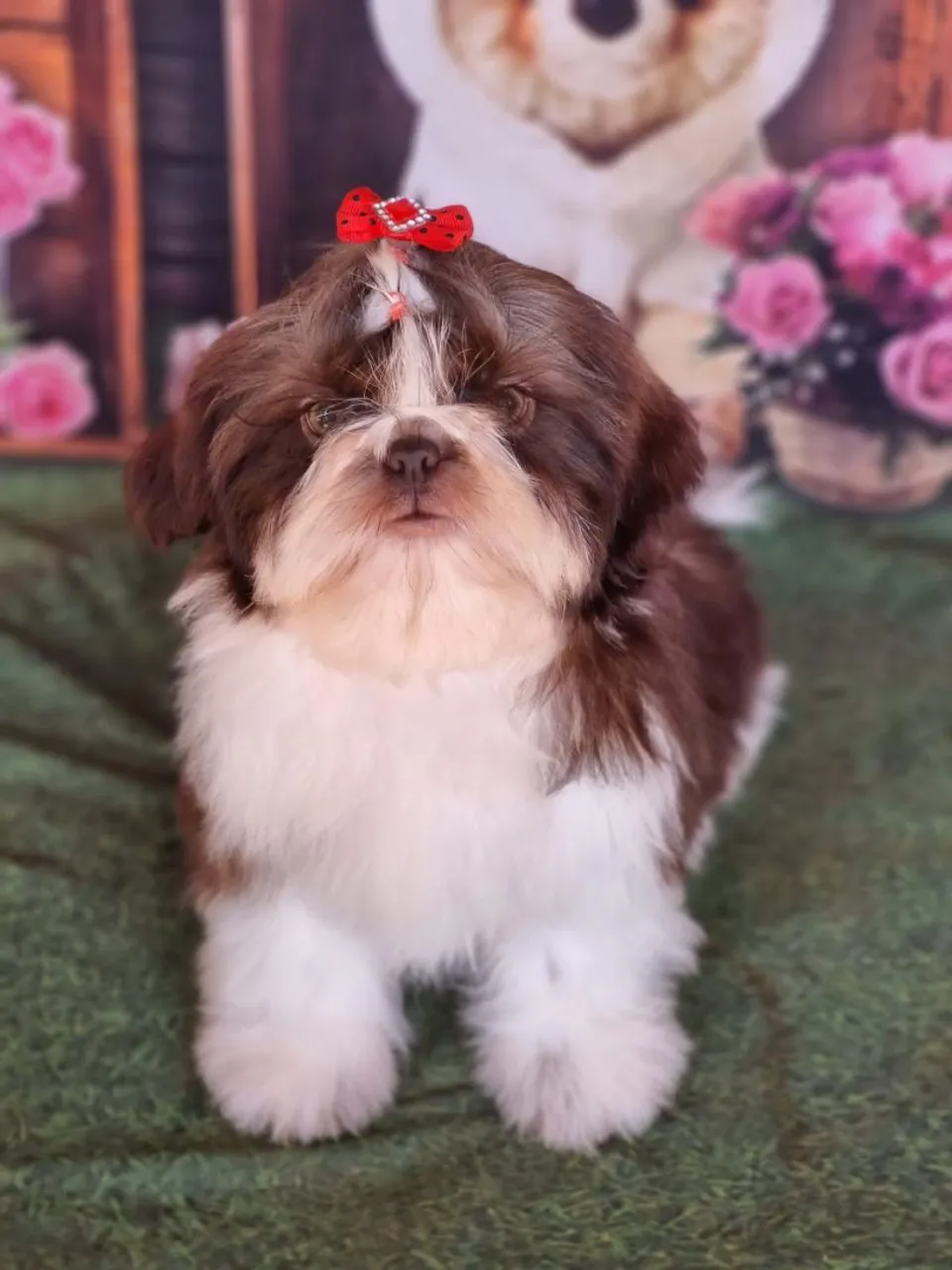 Filhote Shih Tzu com todas as vacinas tomada 4 doses
