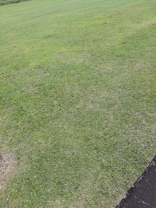 GRAMA ESMERALDAS DE SEGUNDA NO PALETE - Foto 5