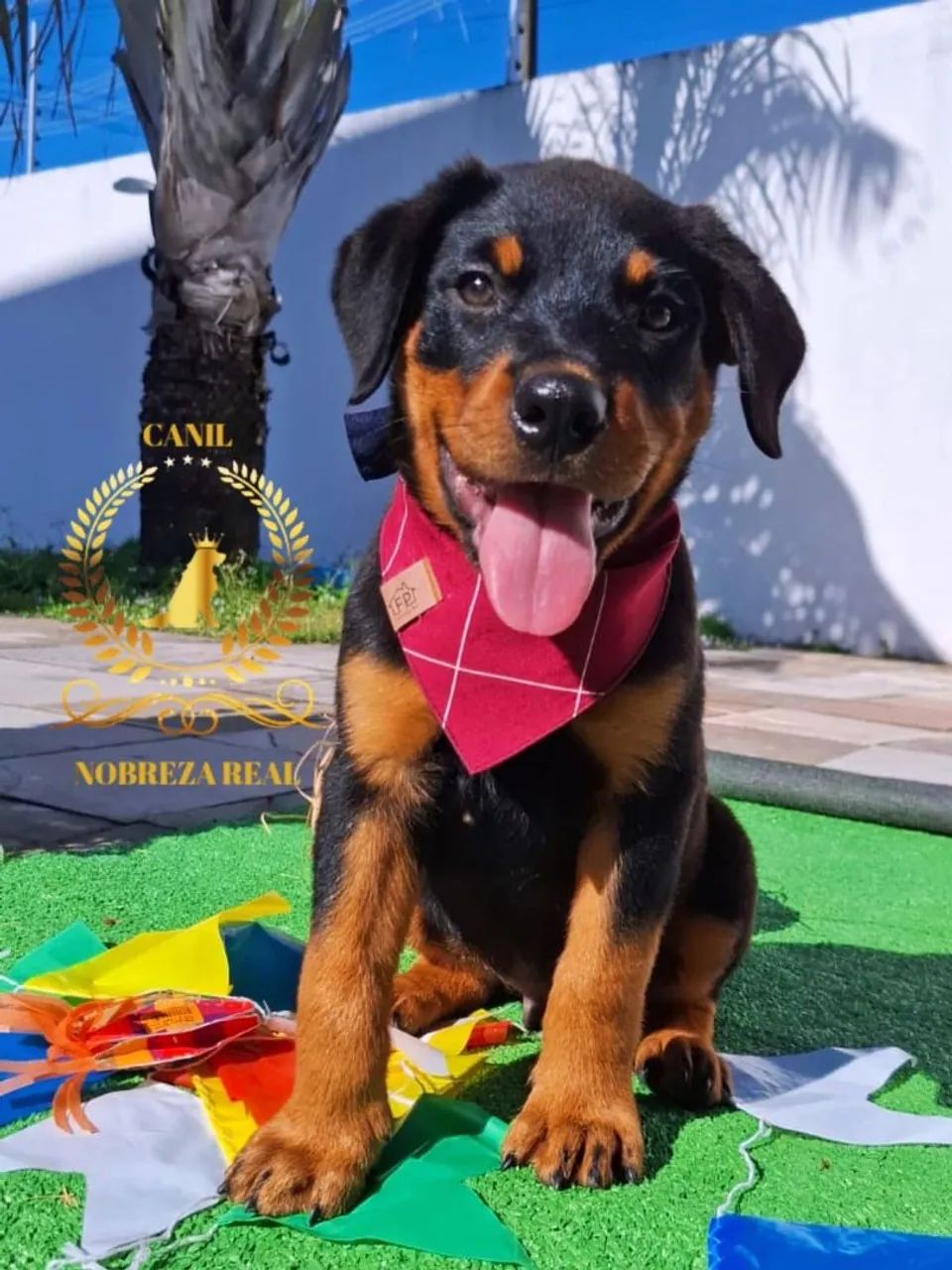 Rottweiler Macho do @CanilNobrezaReal - Foto 2