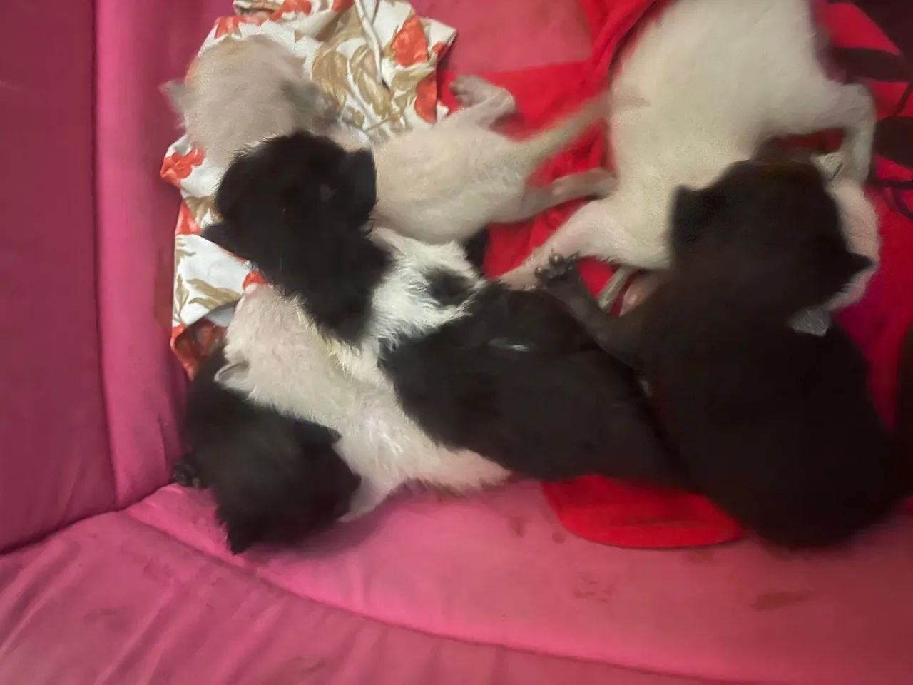 Filhotes de gato disponíveis para adoção - Foto 4