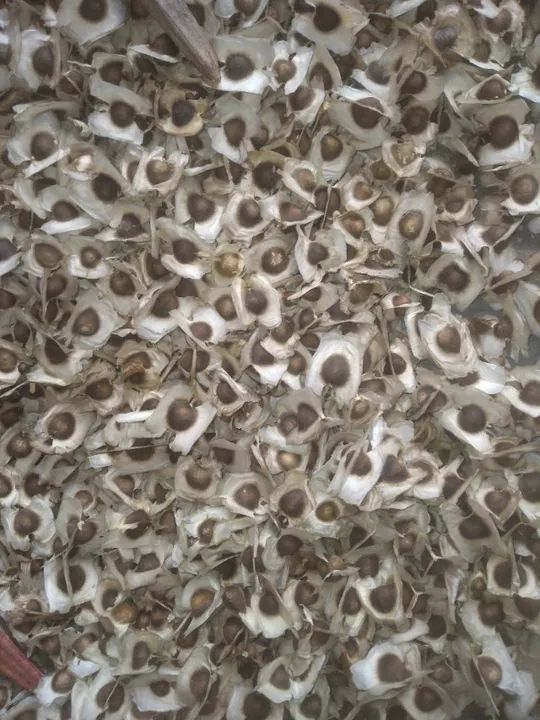 Moringa Oleifera Sementes  - Foto 3