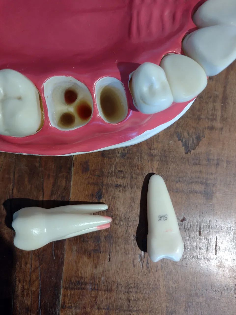 Manequim macro modelo de dentes - Foto 4